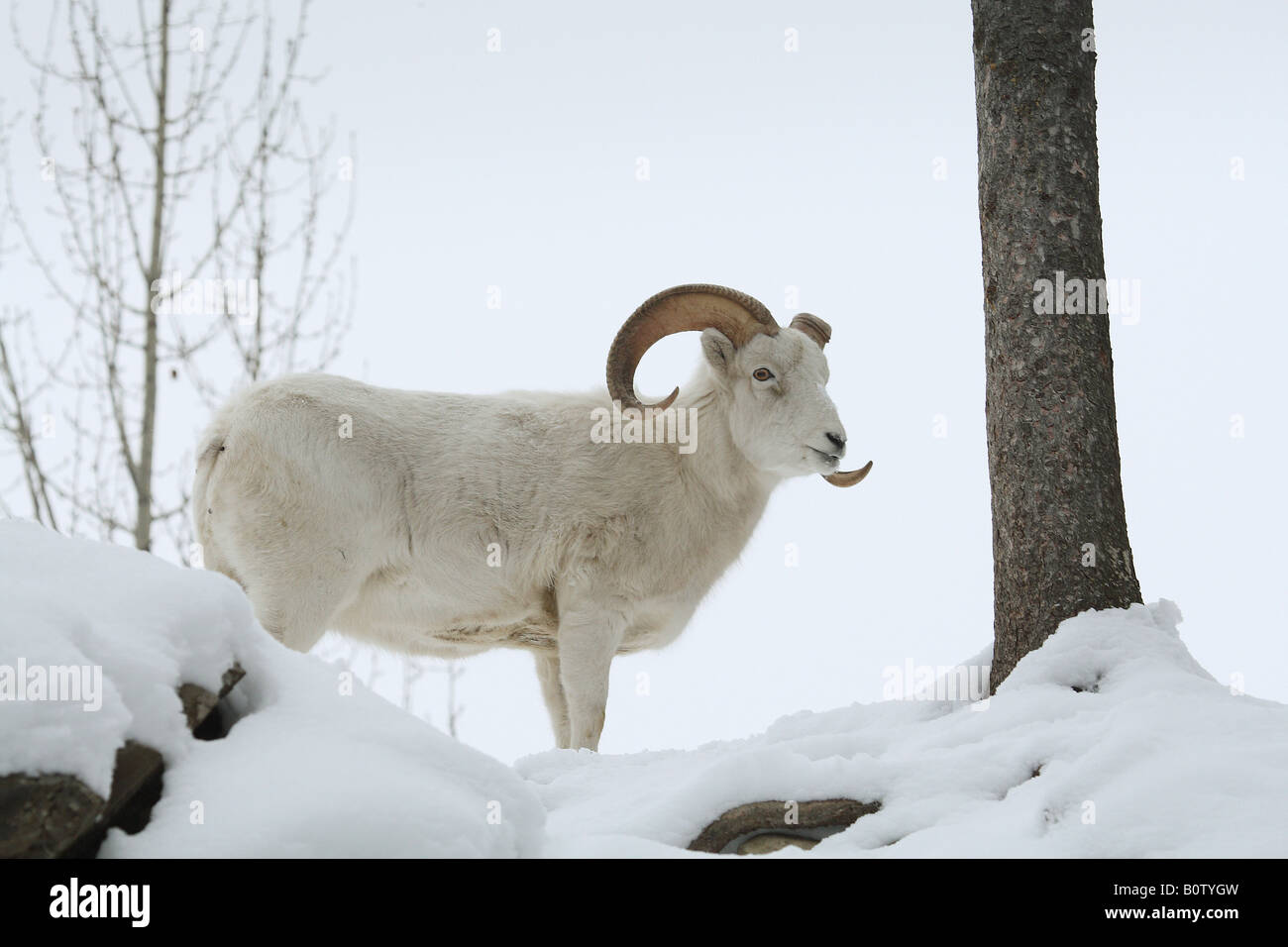 Dall - debout dans la neige / Ovis dalli Banque D'Images