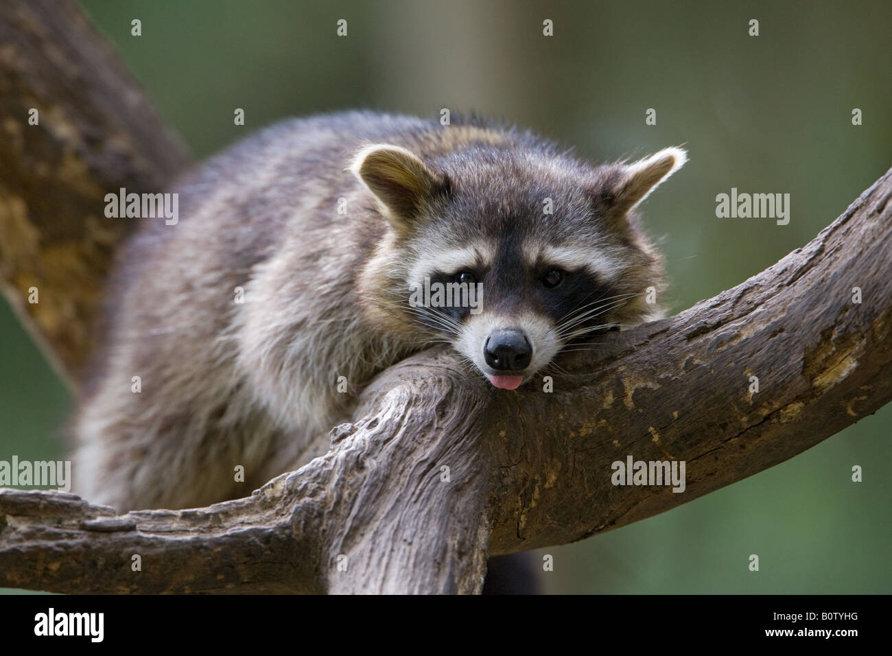 Le raton laveur commun sur un arbre - Procyon lotor Banque D'Images