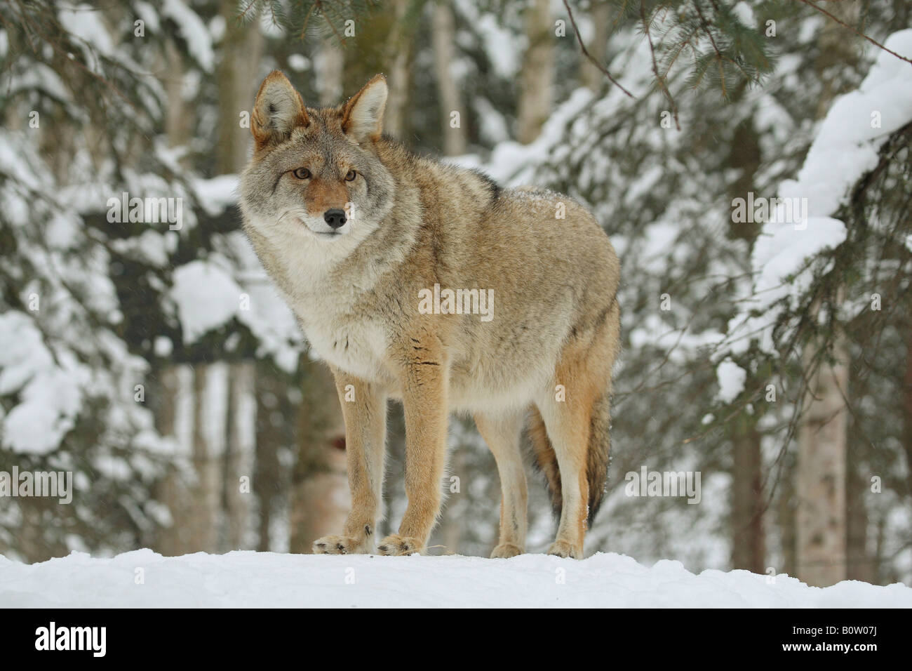 Coyote - debout dans la neige / Canis latrans Banque D'Images