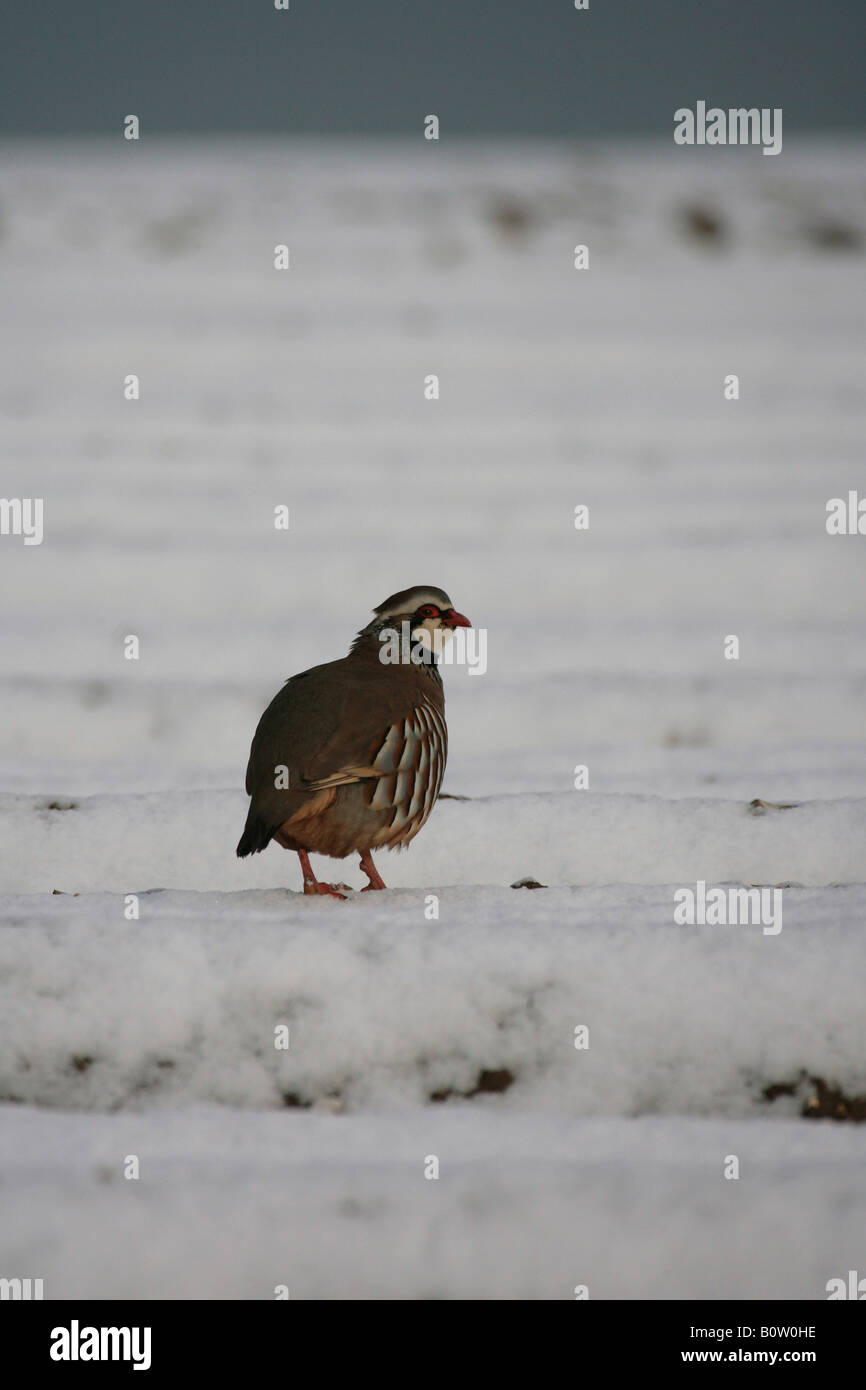 Perdrix à pattes rouges dans un champ arable couverte de neige Banque D'Images