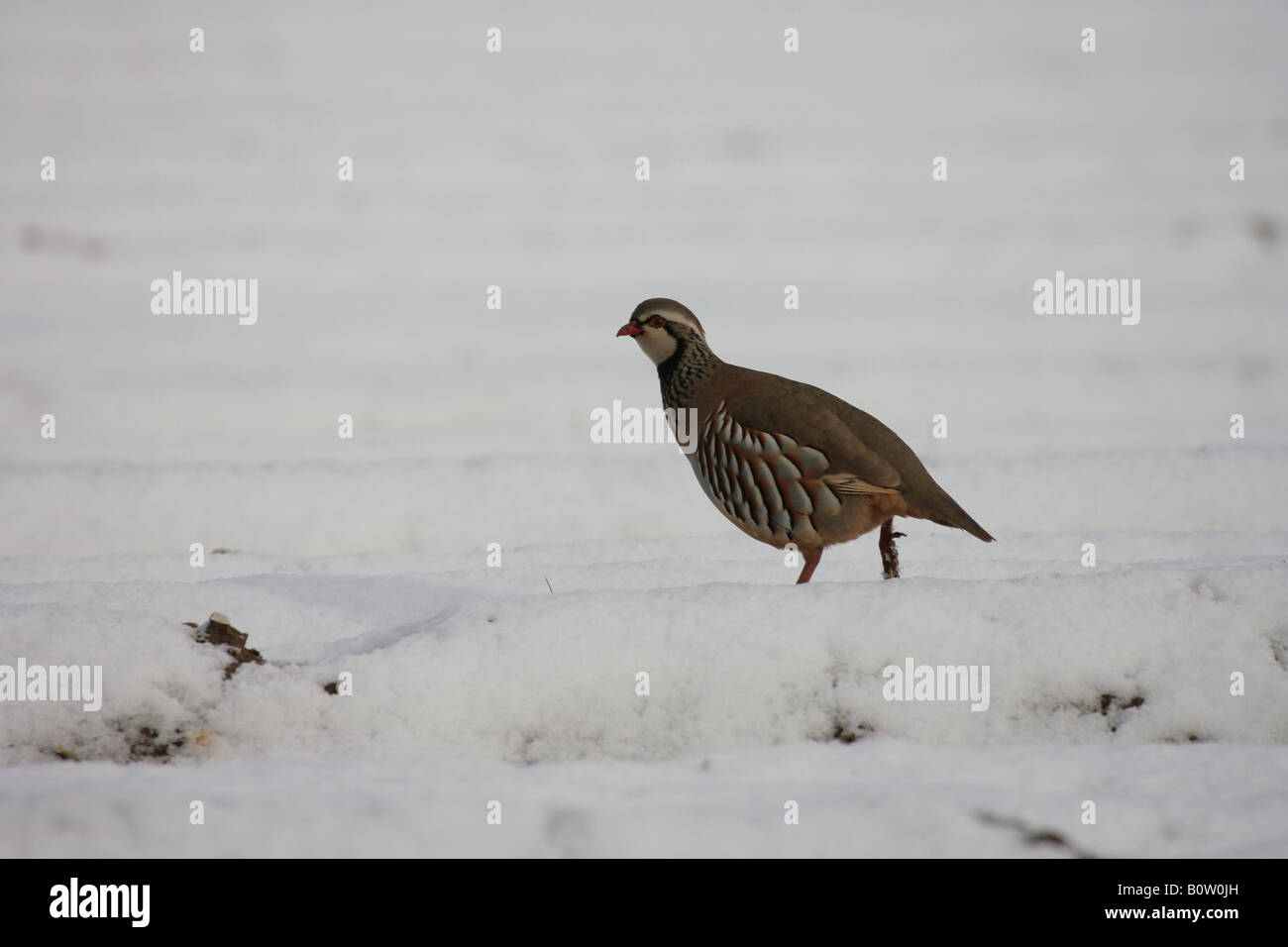 Perdrix à pattes rouges dans un champ arable couverte de neige Banque D'Images