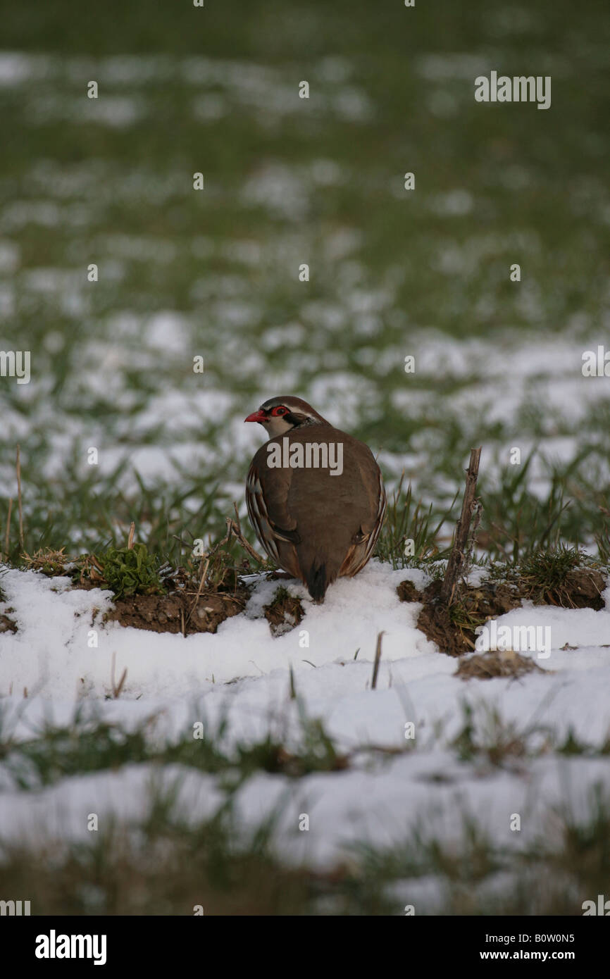 Perdrix à pattes rouges dans un champ arable couverte de neige Banque D'Images