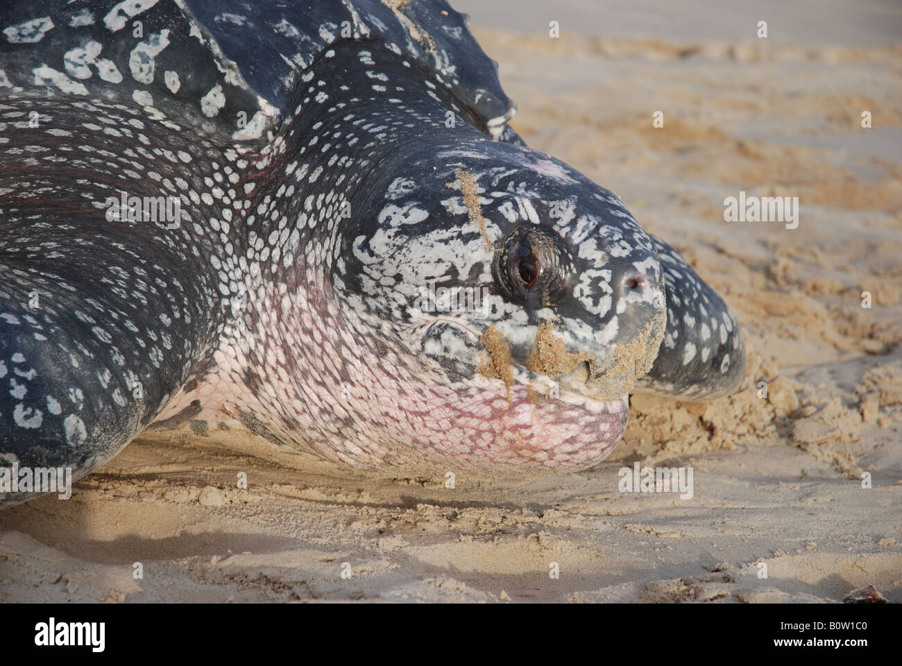 Après la tortue luth pondre des œufs à revenir sur la mer Banque D'Images