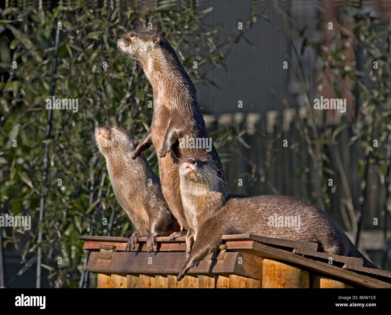 Les Loutres Cendrées Asiatiques (aonyx cinerea) Banque D'Images