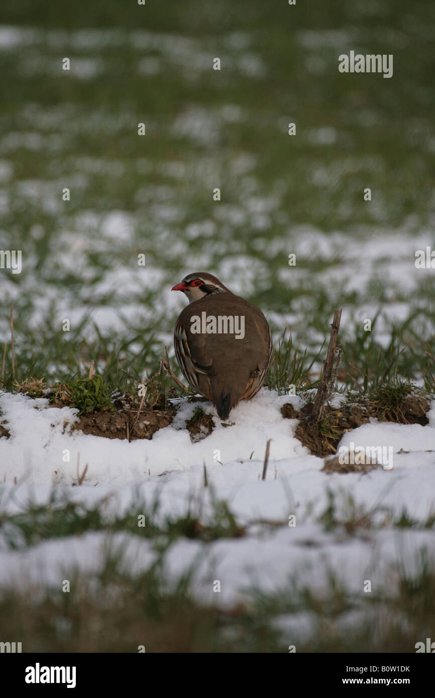 Perdrix à pattes rouges dans un champ arable couverte de neige Banque D'Images