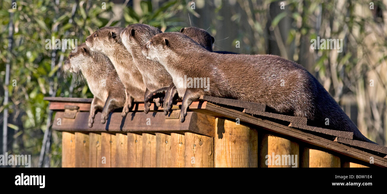 Les Loutres Cendrées Asiatiques (aonyx cinerea) Banque D'Images