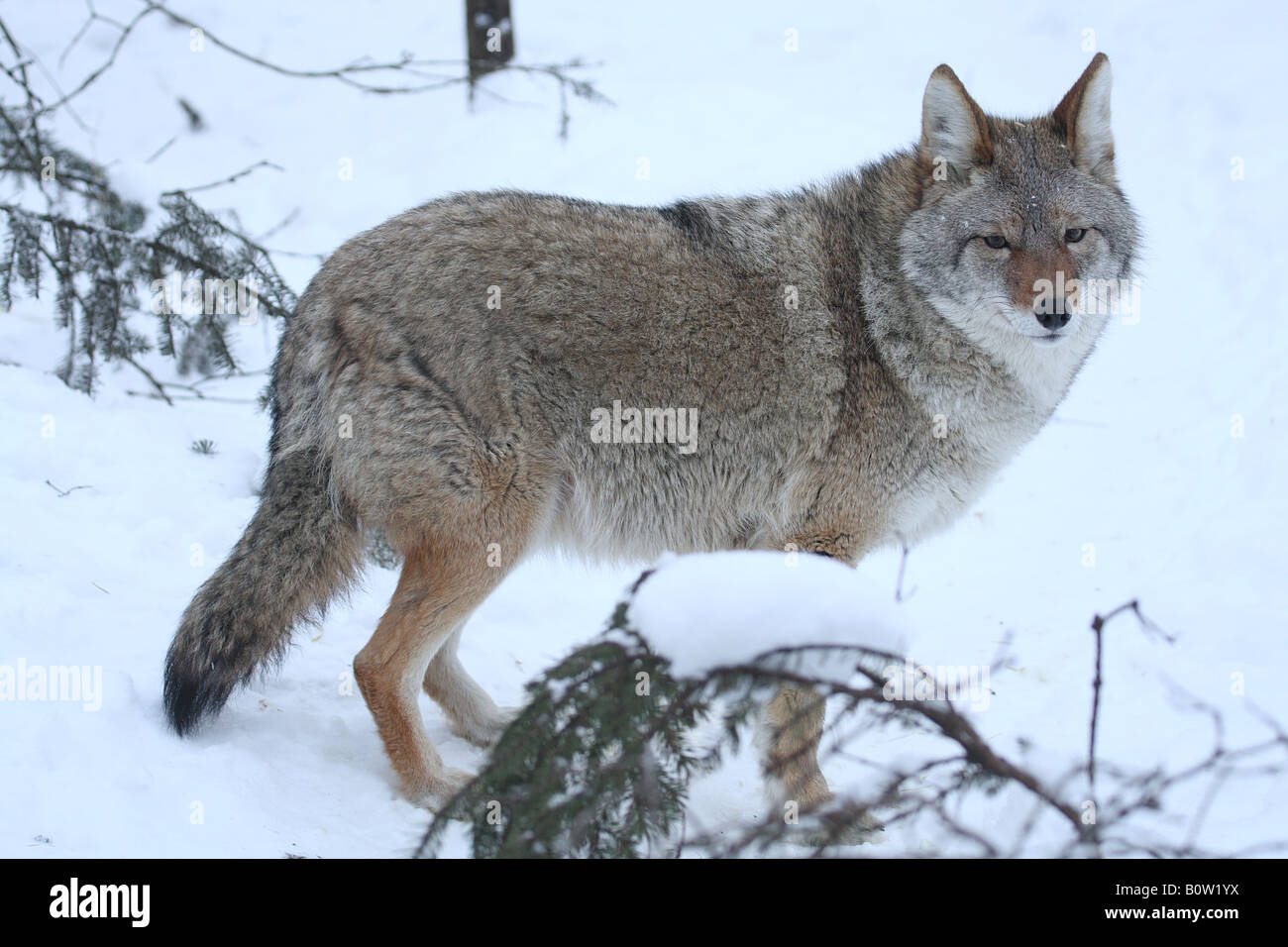 Coyote - debout dans la neige / Canis latrans Banque D'Images