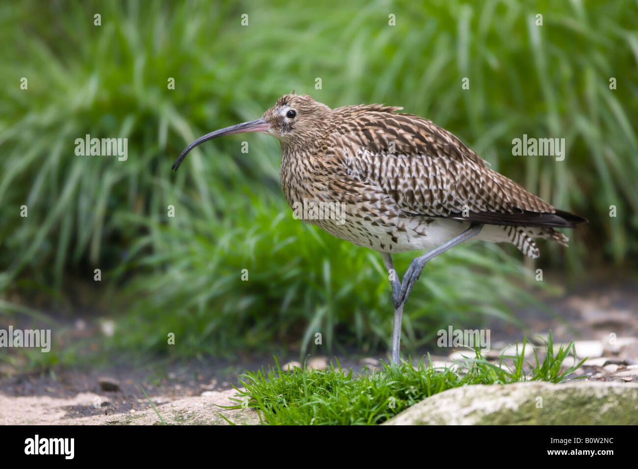 Courlis cendré - Numenius arquata Banque D'Images
