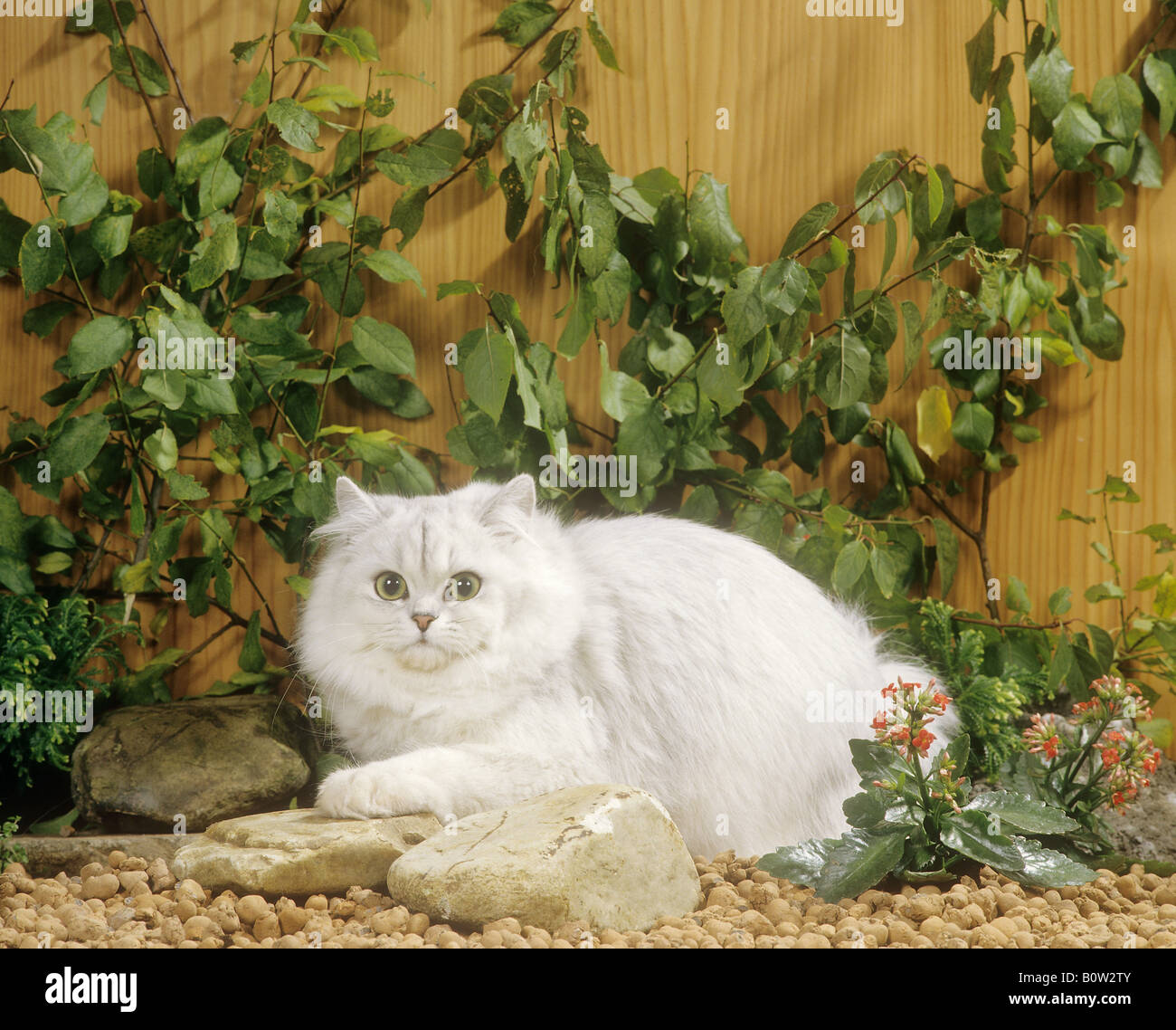 Chat persan - lying Banque D'Images