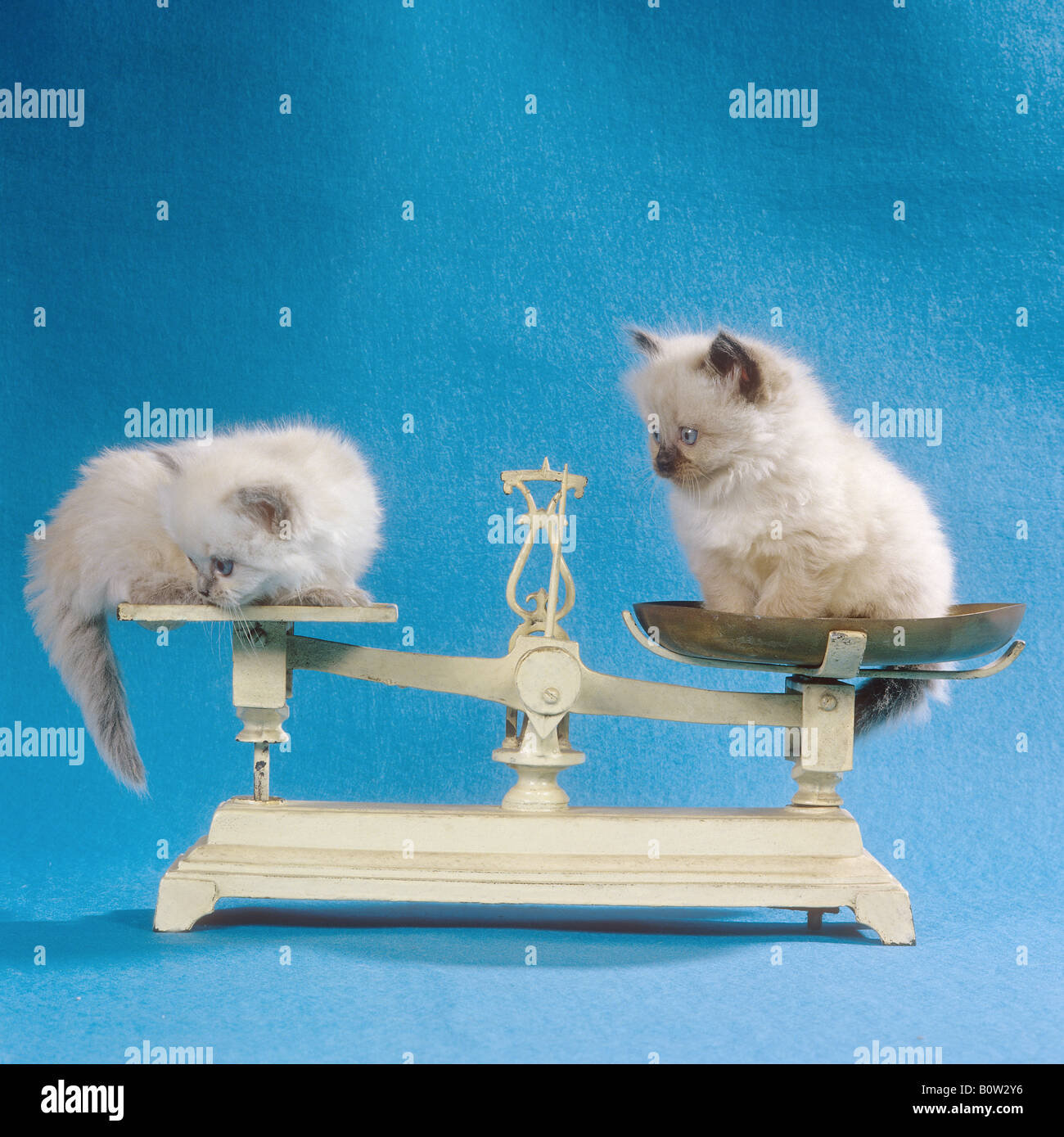 Deux chaton Persan Colourpoint ( ) - sur l'échelle Banque D'Images