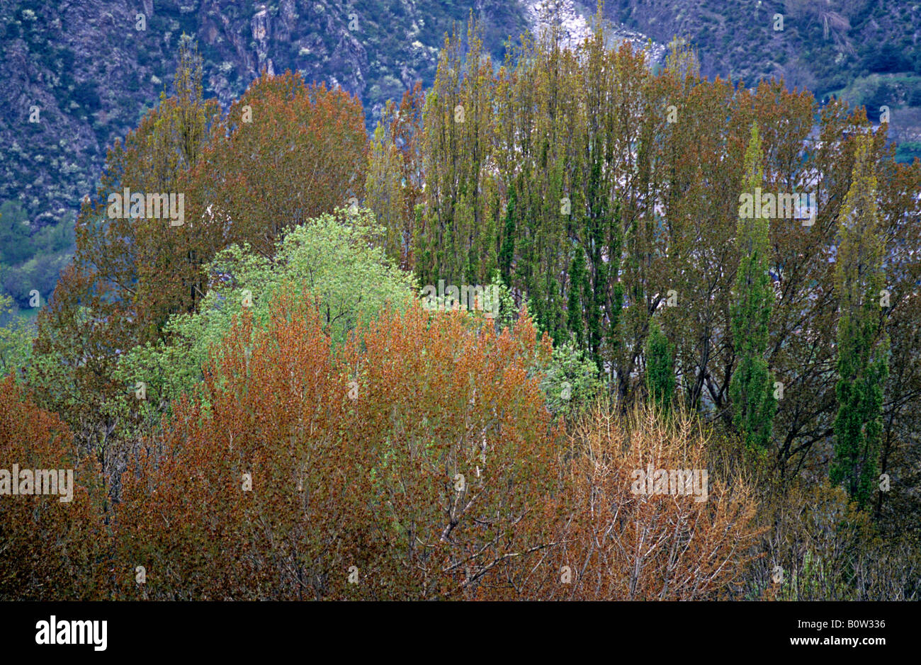 Les arbres aux couleurs du printemps le parc national Aigüestortes Pyrénées Catalogne Espagne Banque D'Images