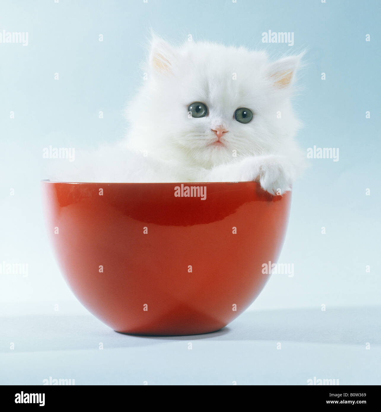 Perser chaton - assis dans un bol Banque D'Images