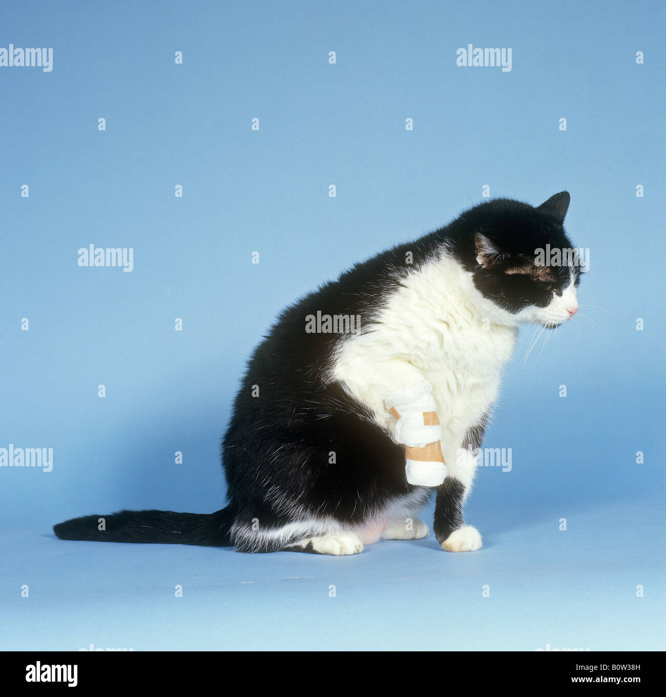 Chat domestique, adulte noir et blanc avec patte de bandage. Image de studio sur fond bleu. Allemagne Banque D'Images