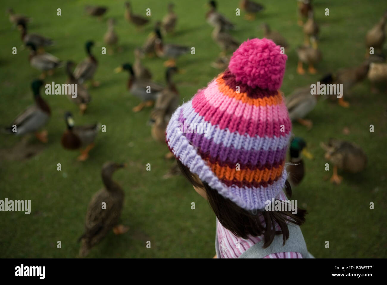 Fille parmi les canards avec woollen bobble hat Banque D'Images