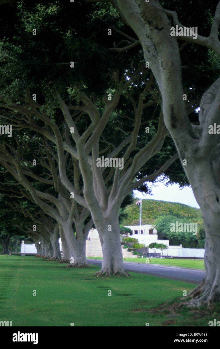 Honolulu, Oahu, Hawaii, USA. National Memorial Cemetery of the Pacific, Banians chinois Banque D'Images