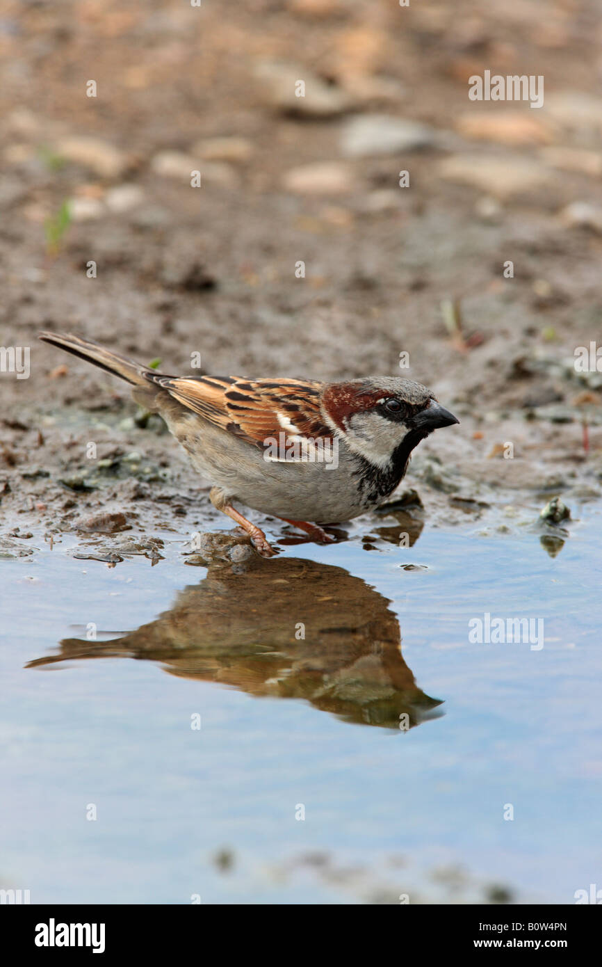 Moineau domestique Passer domesticus mâle en flaque d'eau potable avec la réflexion dans le Bedfordshire Sutton Banque D'Images
