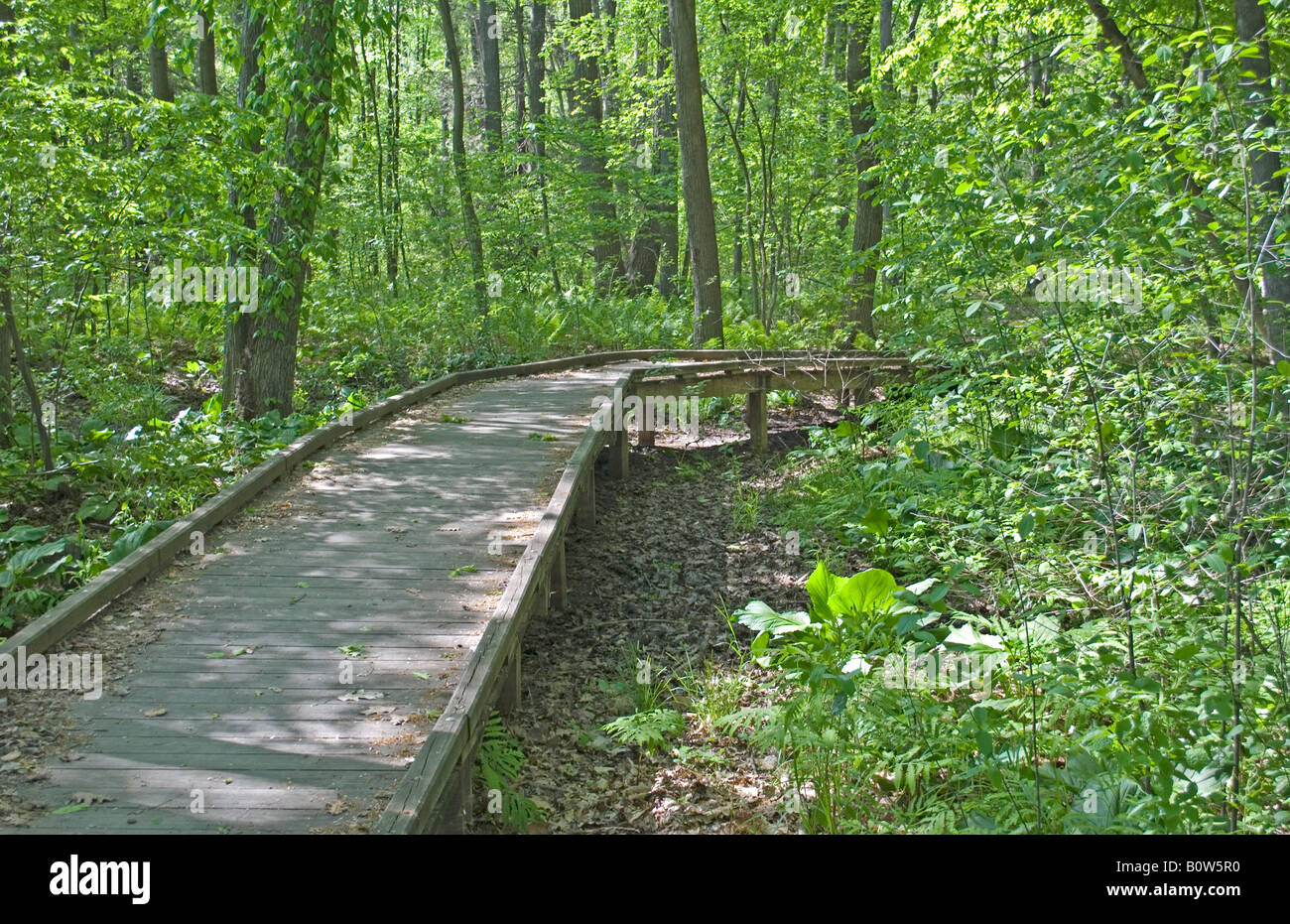 Bridge au milieu de la nature, fait traverser le marais possible. Banque D'Images