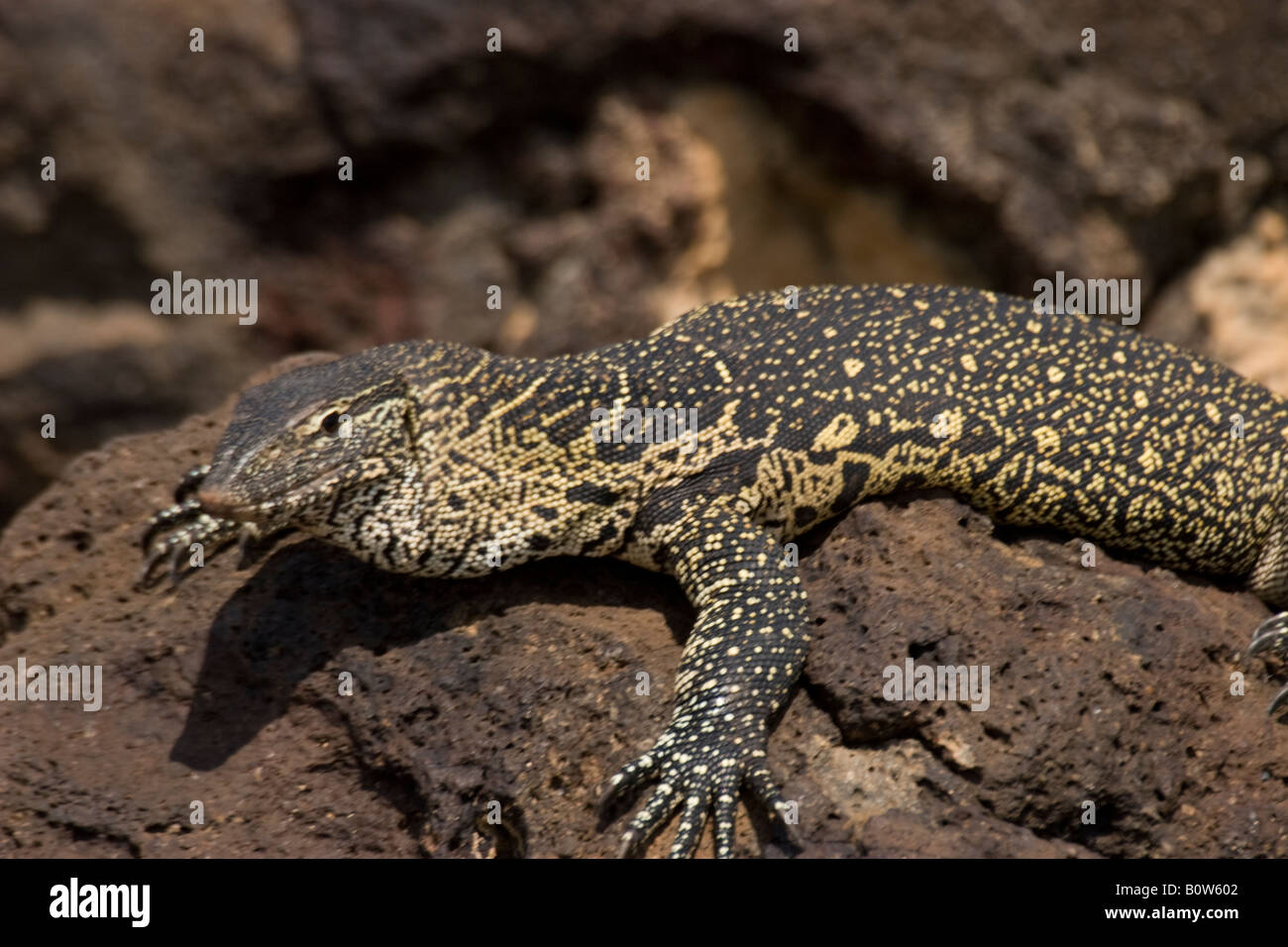 Varan du Nil (Varanus niloticus) sitting on rock Banque D'Images