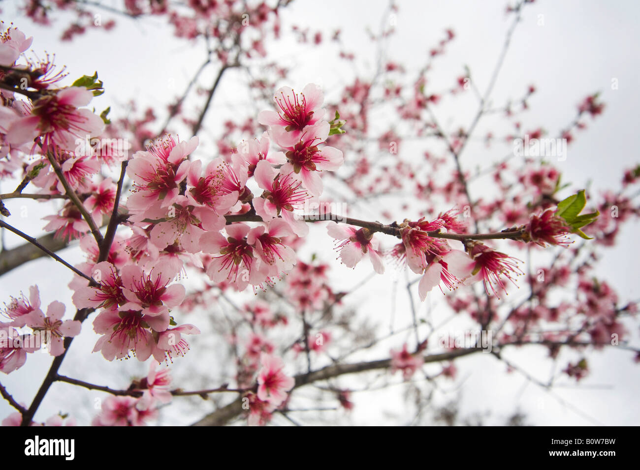 Pêcher (Prunus persica) en fleur, les fleurs Banque D'Images