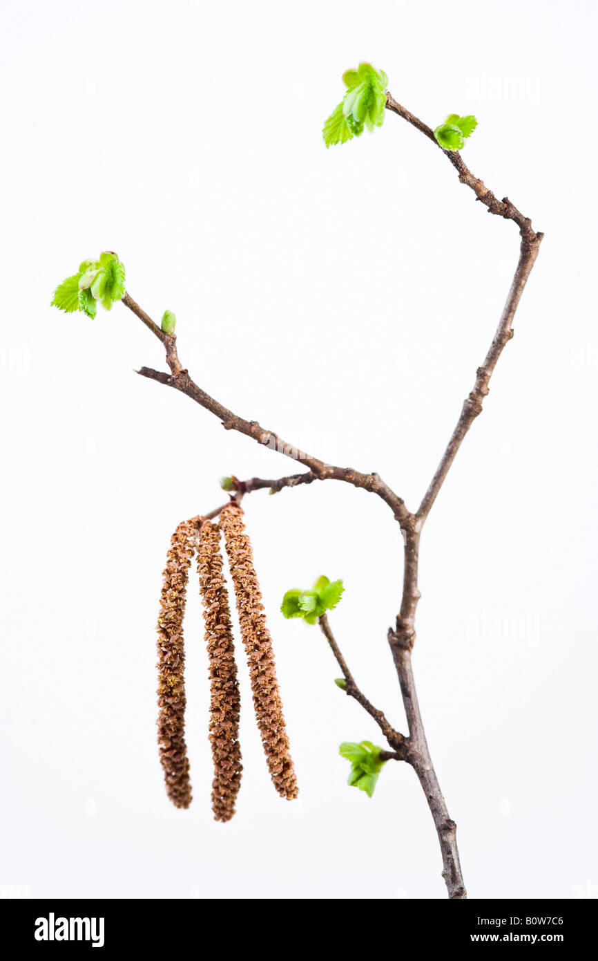 Le noisetier commun (Corylus avellana) fleurs sur une branche au printemps Banque D'Images