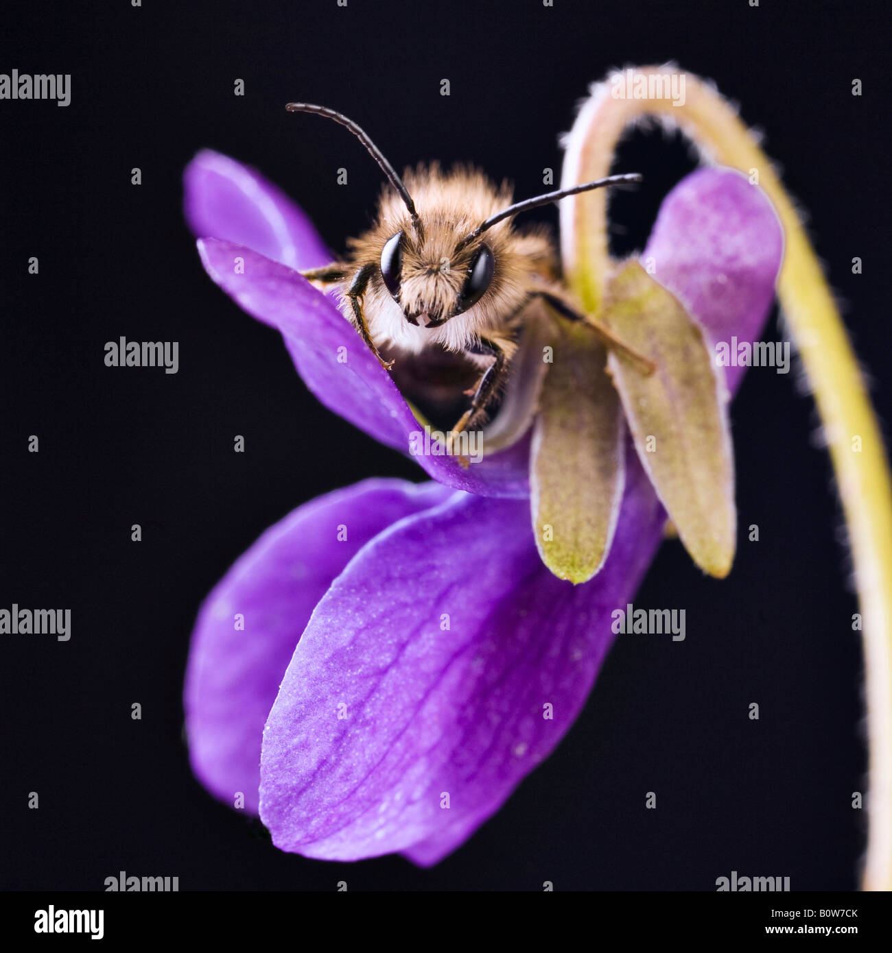 Mâle, Rouge (abeilles Osmia bicornis) perché sur un Dog-Violet Heath ou chien violet (Viola canina) Banque D'Images