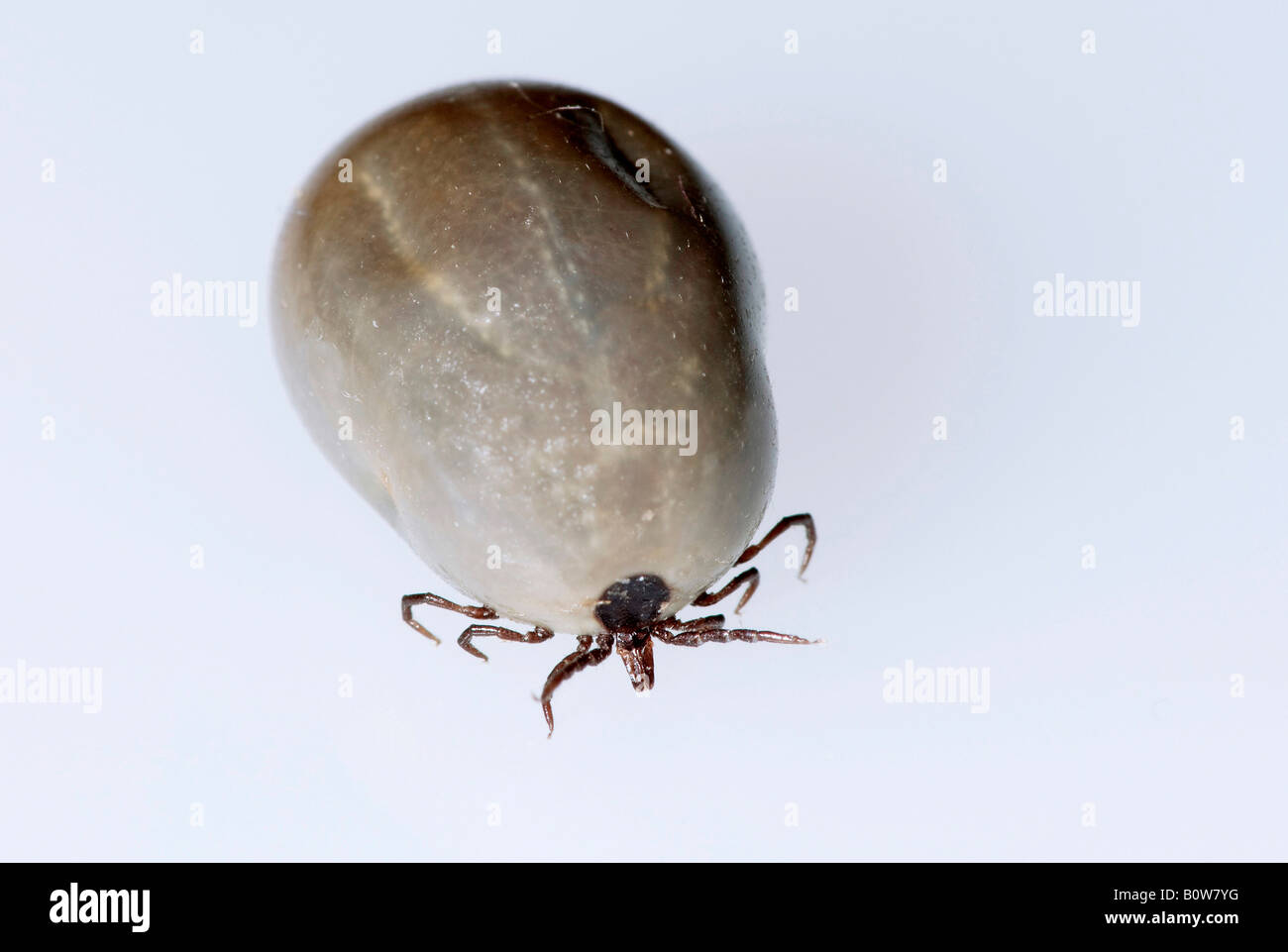 Tique européenne de ricin ou d'Ovins tick (Ixodes ricinus), l'engorgement Banque D'Images