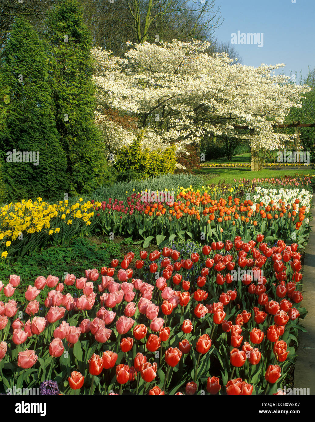 Boule Rouge Au Pays Des Tulipes Tulipes célèbres en hollande Banque de photographies et d'images à haute  résolution - Alamy