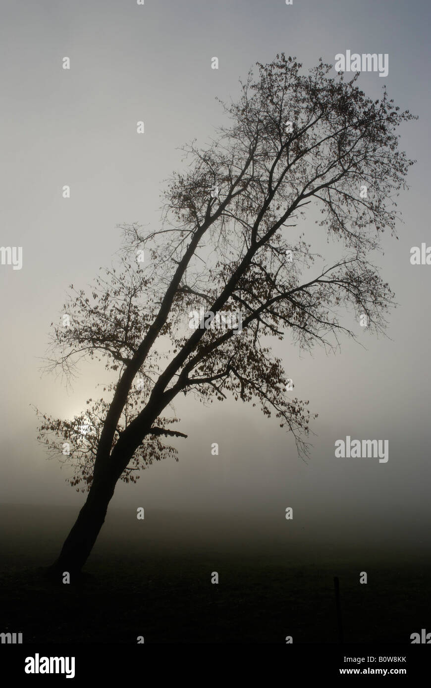 Vieil arbre noueux dans la brume matinale Banque D'Images