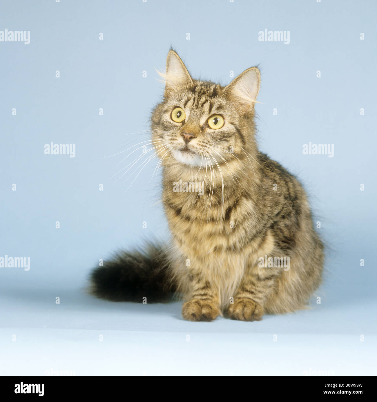 Chat des forêts norvégien - séance Banque D'Images