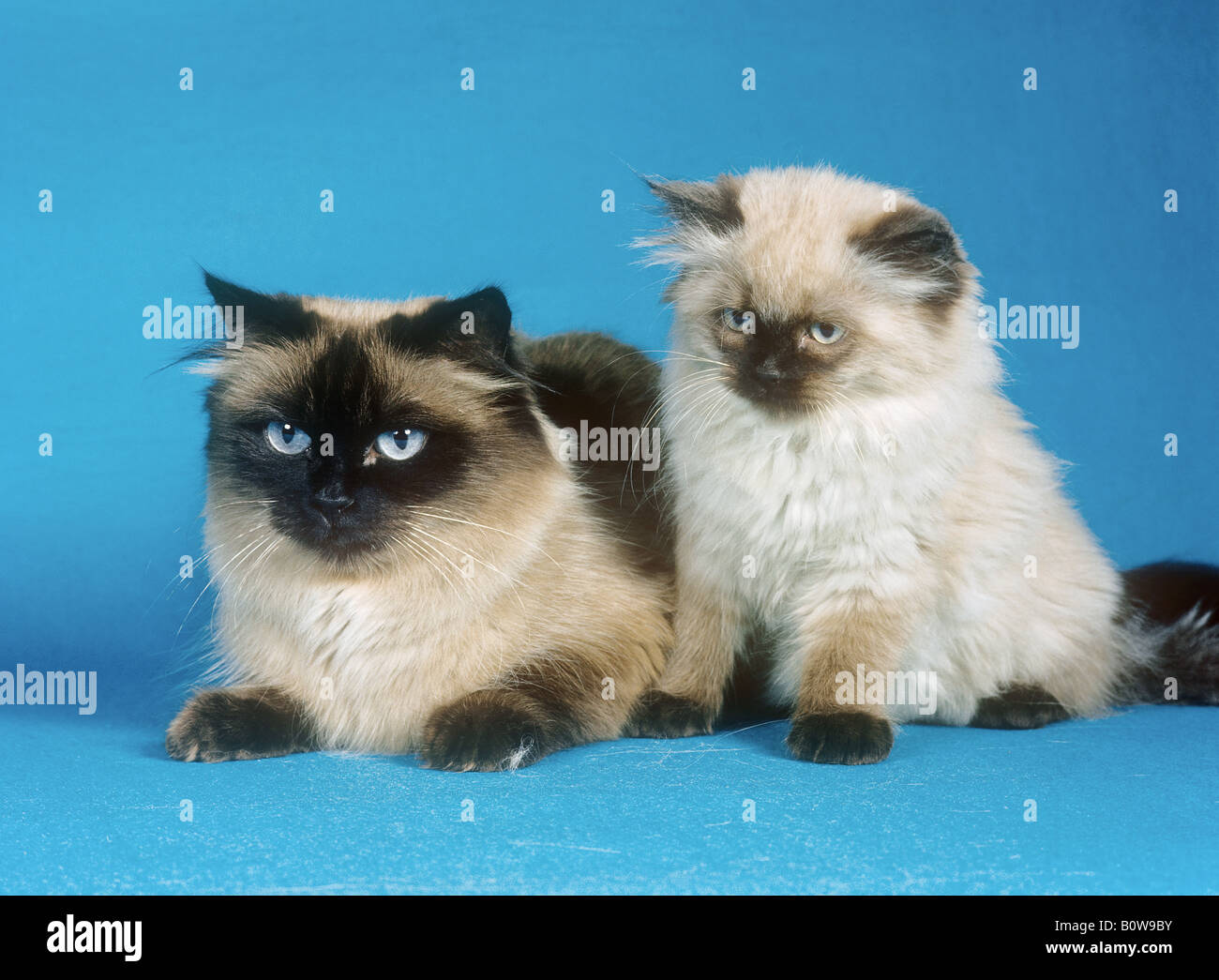 Persan himalayan. Mère et chaton à côté l'un de l'autre. Image studio sur fond bleu Banque D'Images