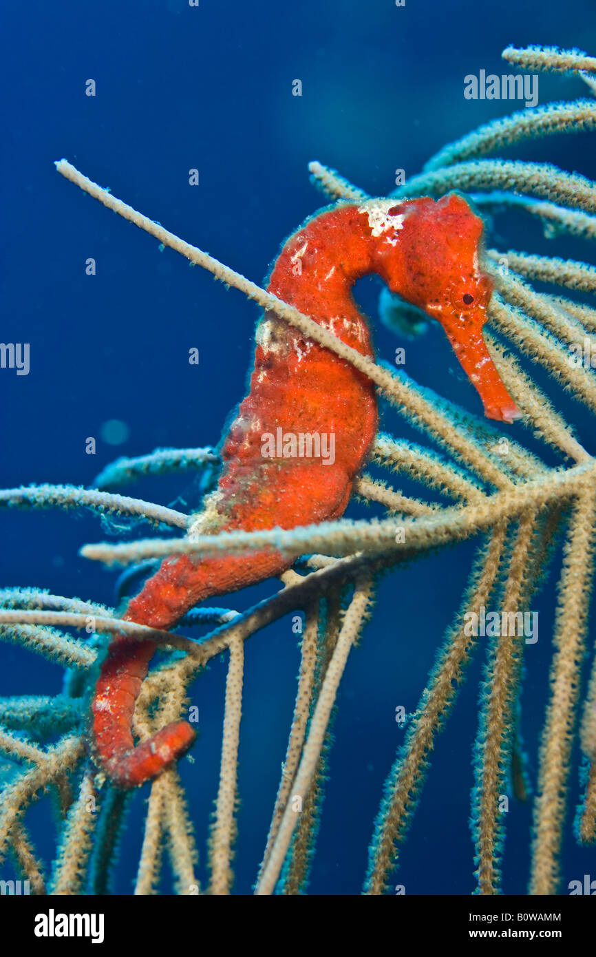 Red Longsnout Seahorse ou Slender" (Hippocampus reidi) se cachant parmi les coraux mous, Roatan, Honduras, Caraïbes Banque D'Images