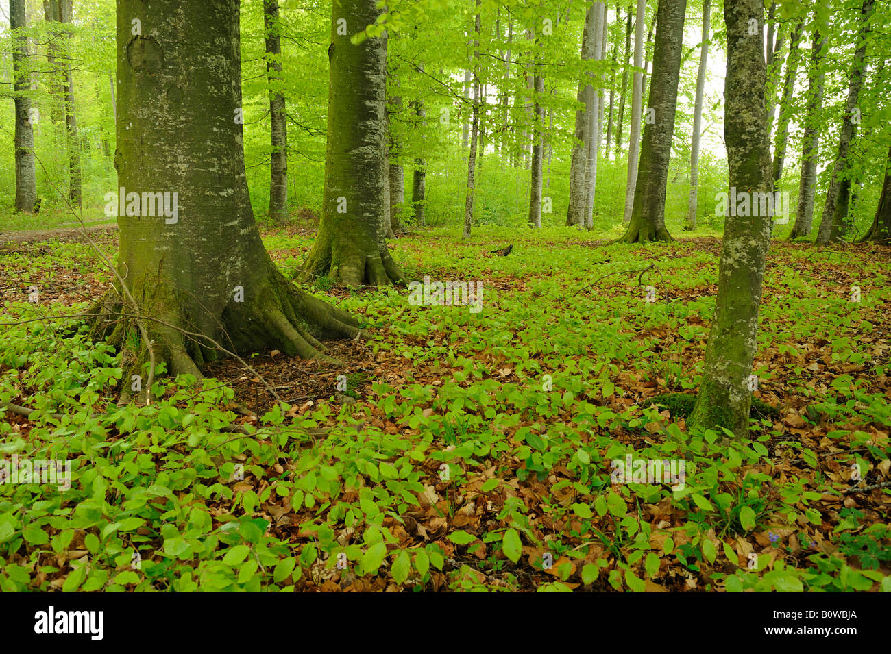 Hêtre (Fagus) forêt au printemps, de nouvelles feuilles Banque D'Images