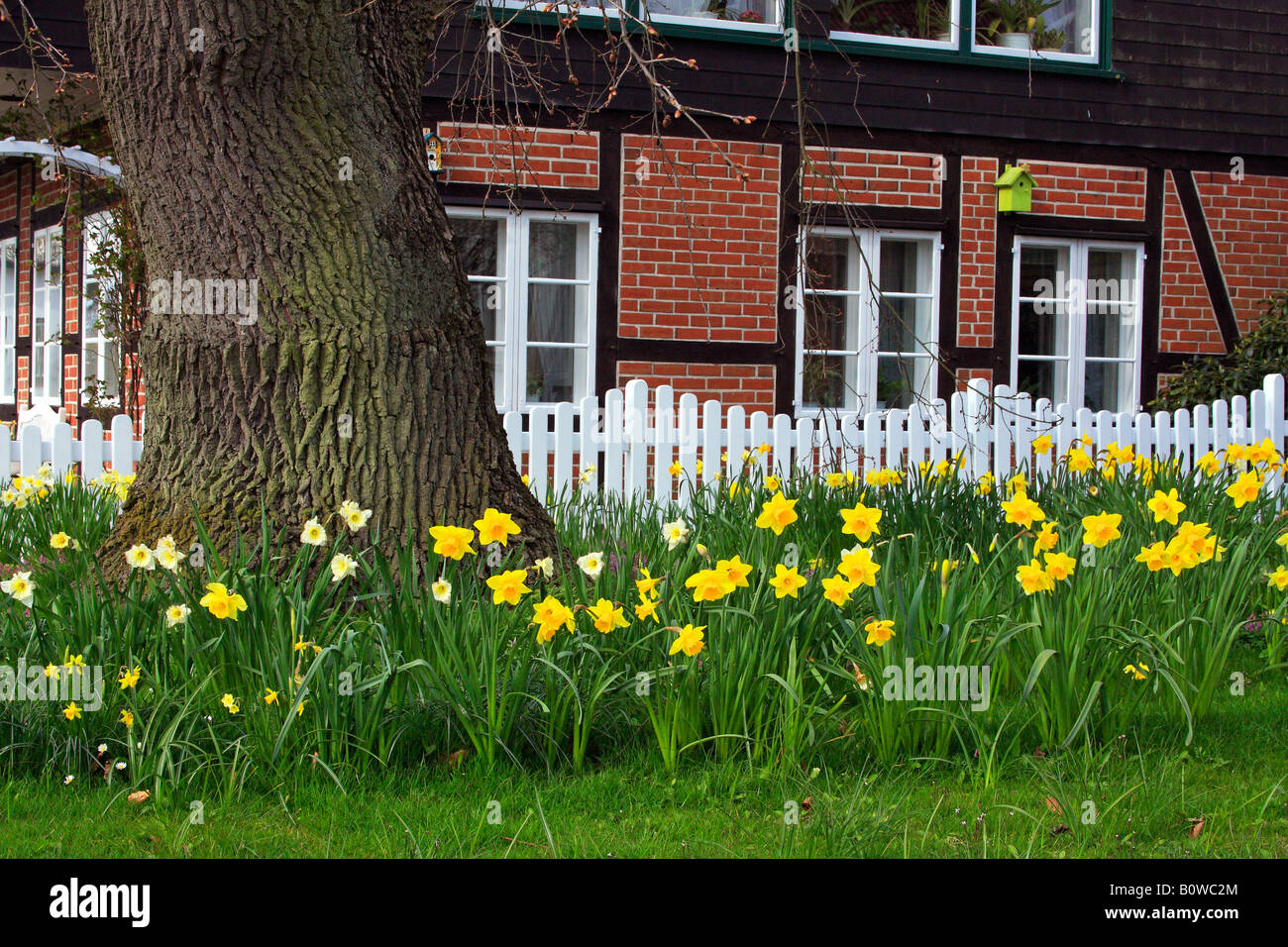 Jardin au printemps avec la floraison des jonquilles (Narcissus spec.), un vieux chêne pédonculé (Quercus robur), clôture blanche à colombages et h Banque D'Images
