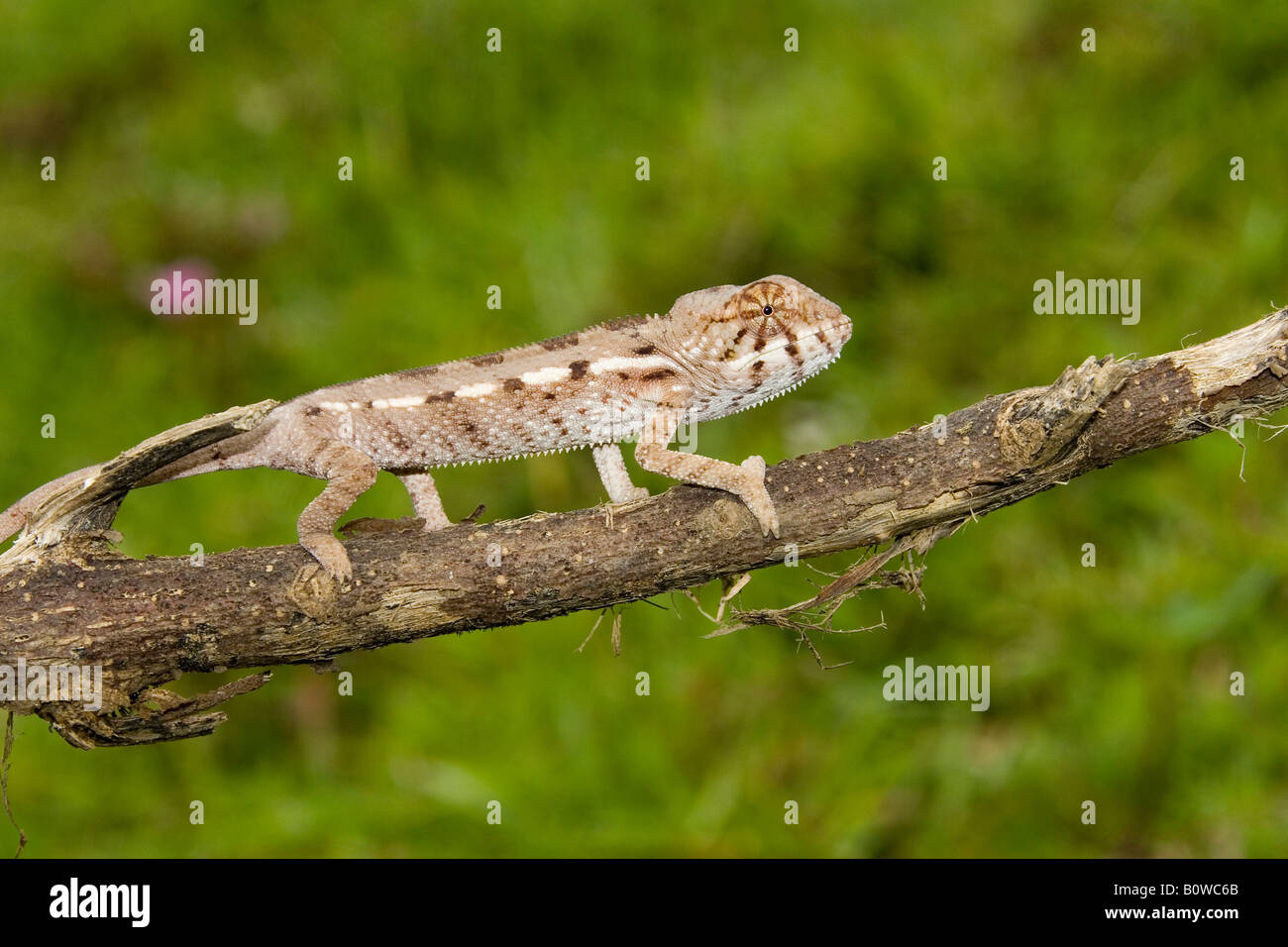 Cameleon Panthere Bebe Furcifer Pardalis Madagascar Afrique Photo Stock Alamy