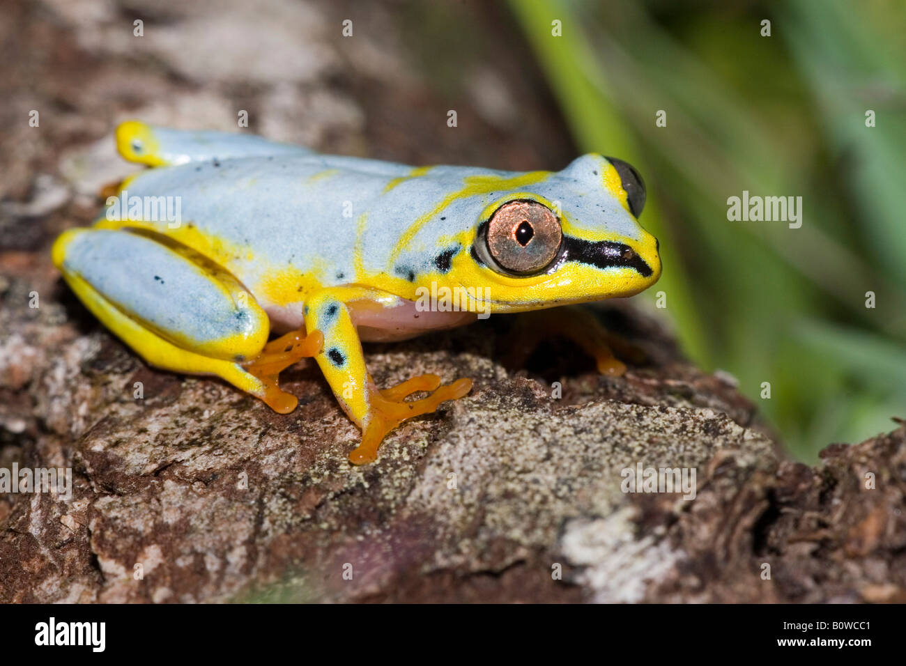 Bordée de Madagascar, White-Lined ou tachetée Reed Grenouille (Heterixalus punctatus), Madagascar, Afrique Banque D'Images