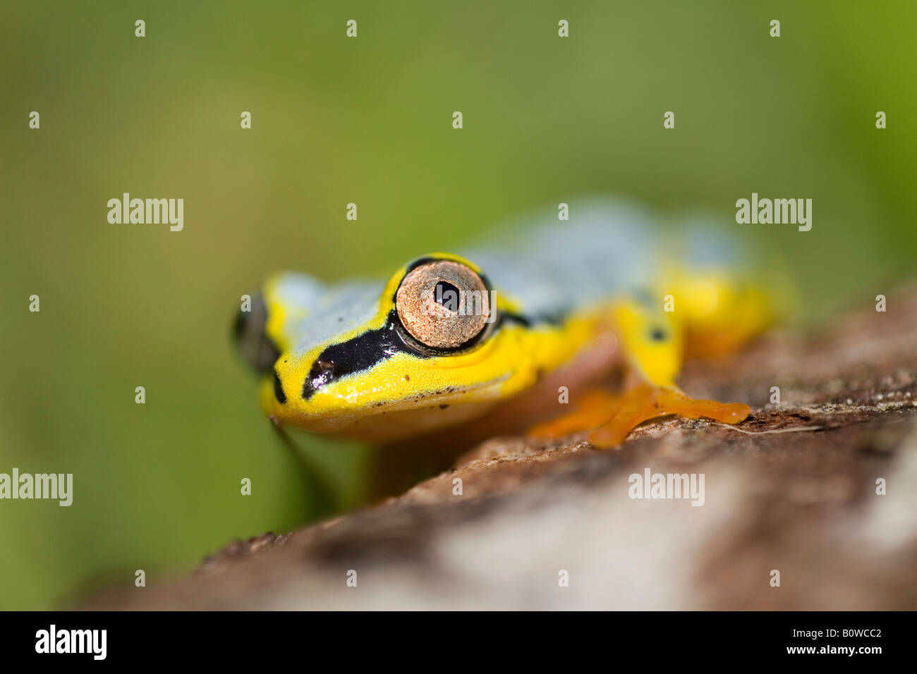 Bordée de Madagascar, White-Lined ou tachetée Reed Grenouille (Heterixalus punctatus), Madagascar, Afrique Banque D'Images