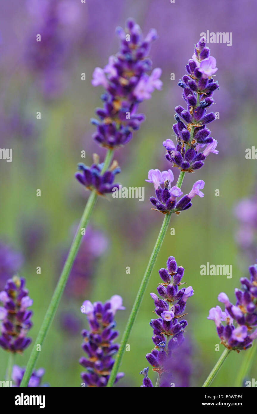 La Lavande (Lavendula angustifolia) Banque D'Images