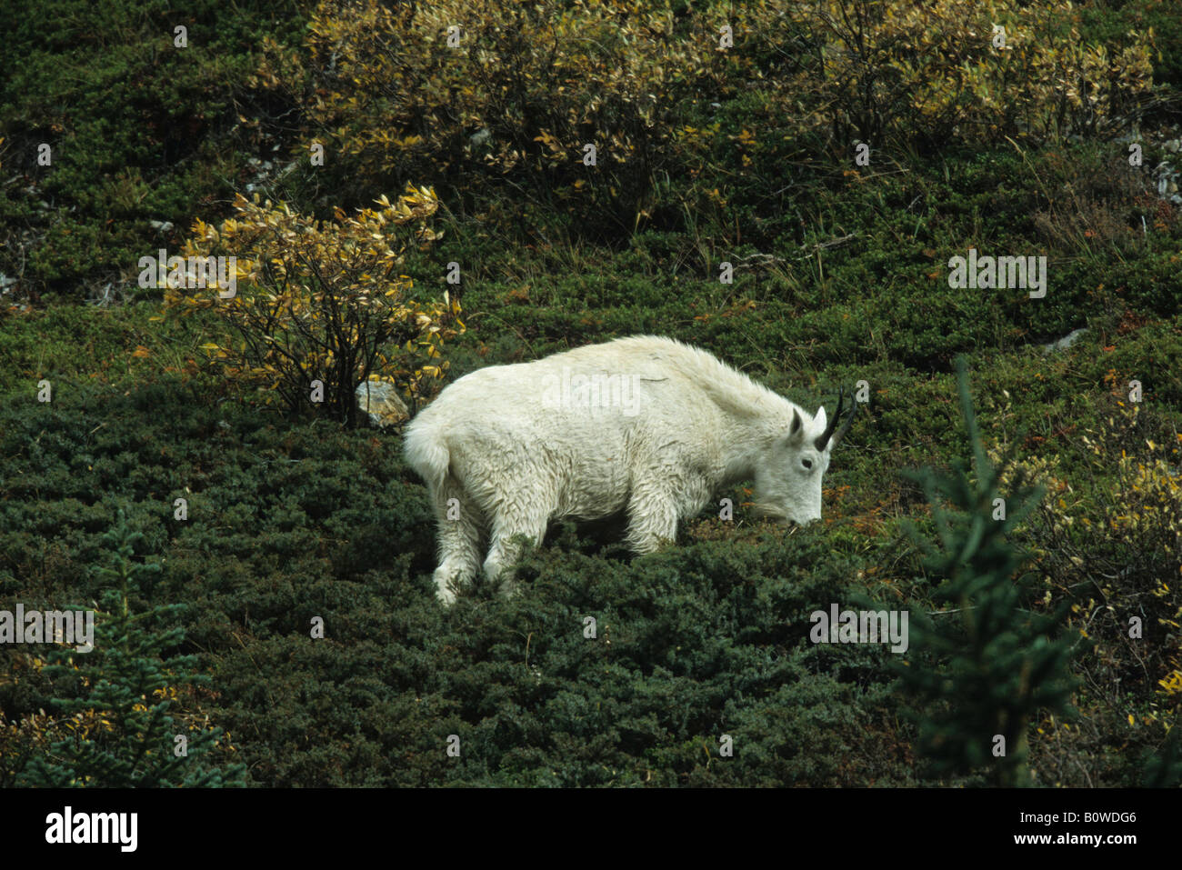 Chèvre des montagnes Rocheuses (Oreamnos americanus), Jasper National Park, Alberta, Canada Banque D'Images