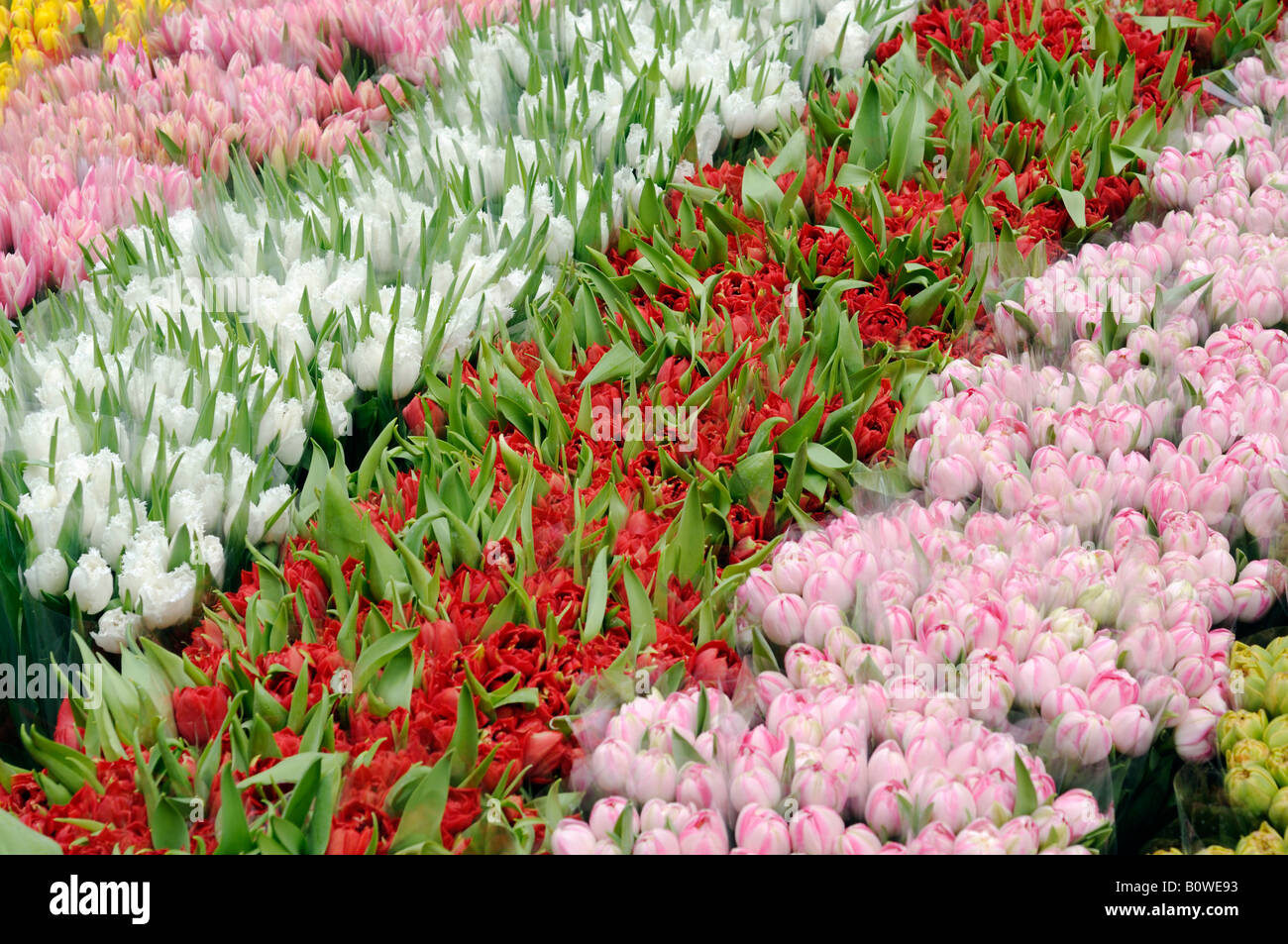 Les fleurs coupées vendues à un marché aux fleurs, rose, rouge, blanc et jaune tulipe (Tulipa) Banque D'Images