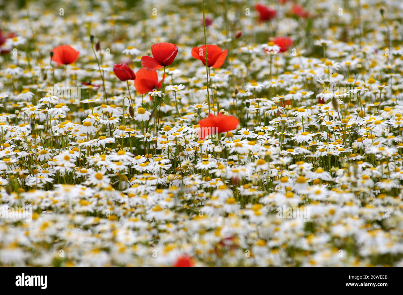 Coquelicots ou Rouge Coquelicot (Papaver rhoeas) et Marguerite (Leucanthemum) croissant sur un pré, marque, Moyenne-franconie Banque D'Images