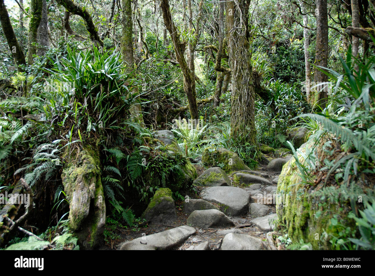 Forêt tropicale, le Mont Kinabalu, Sabah, Bornéo, Malaisie, en Asie du sud-est Banque D'Images