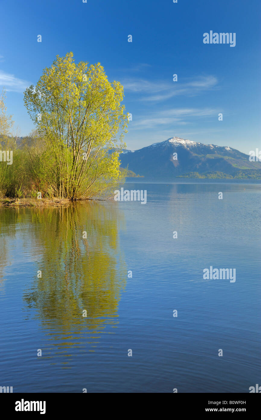 Compte tenu de soirée Zugersee, le lac de Zoug, Mt. Rigi au dos, Zug, Suisse, Europe Banque D'Images