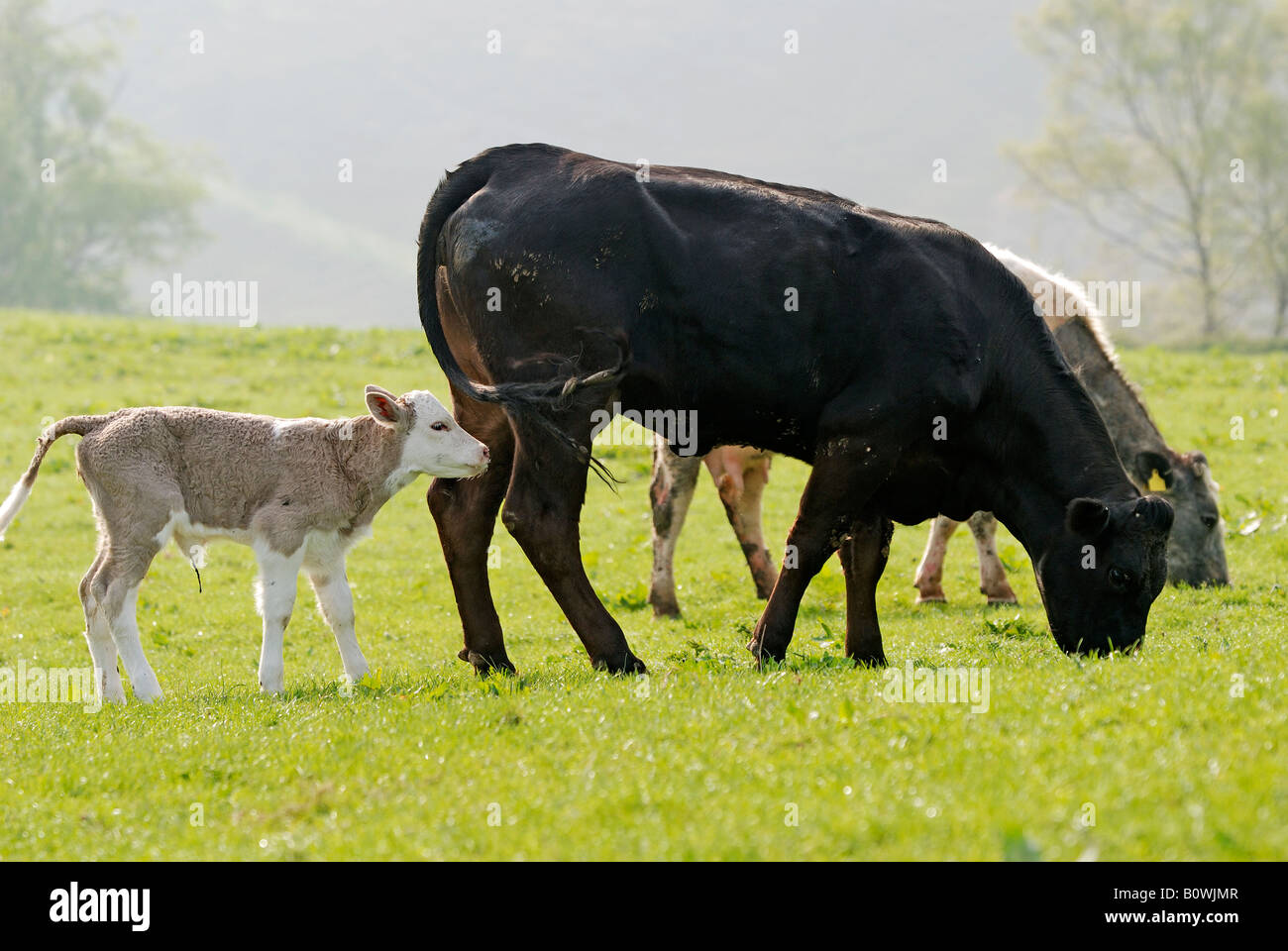 Vache et son veau DANS LE CHAMP POWYS PAYS DE GALLES Banque D'Images