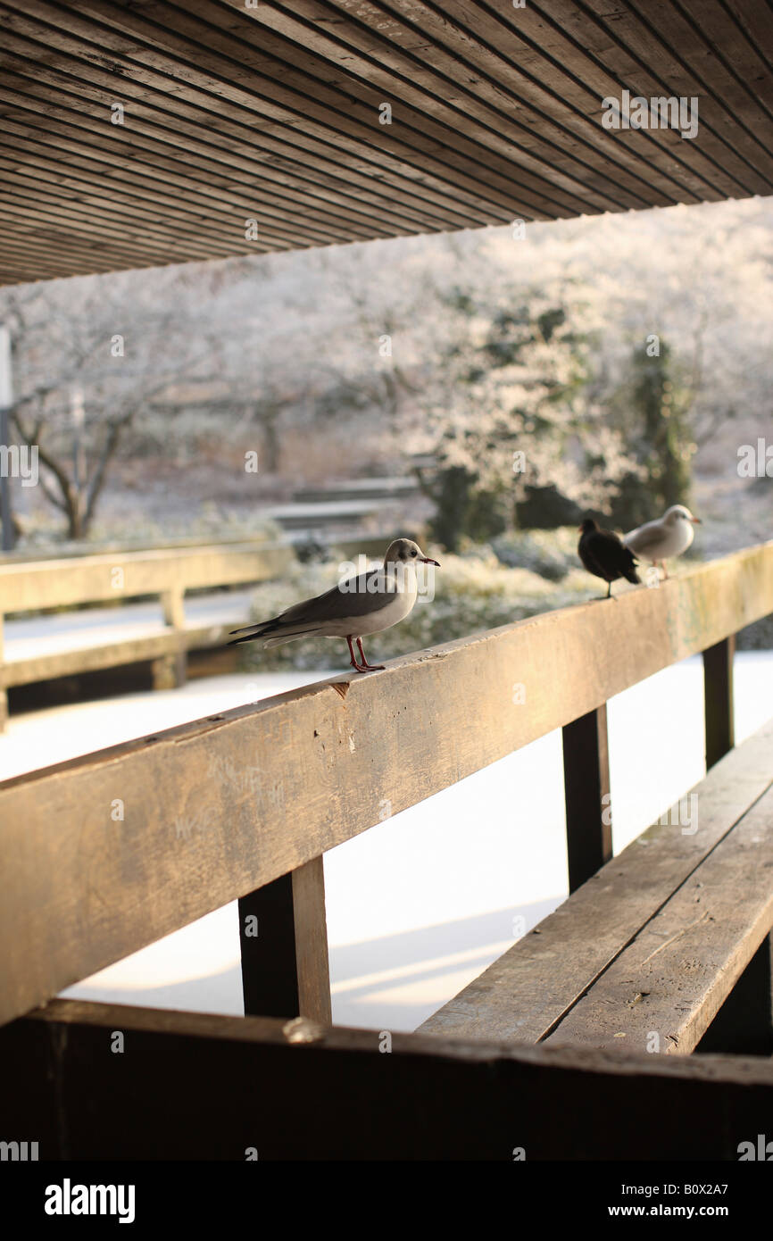 Trois oiseaux posés sur un banc de parc Banque D'Images