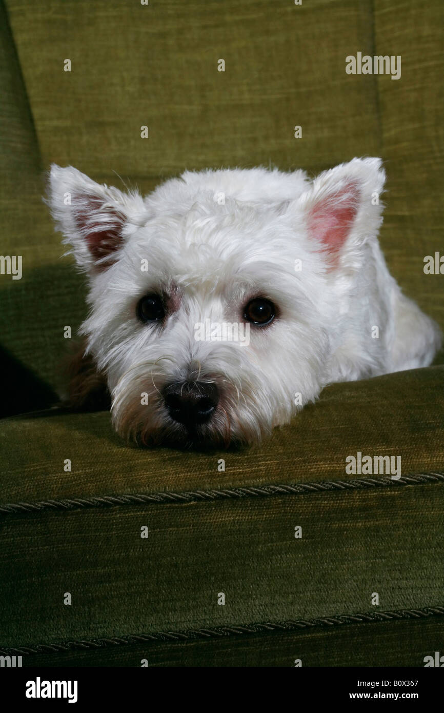 Portrait d'un West Highland White Terrier Banque D'Images