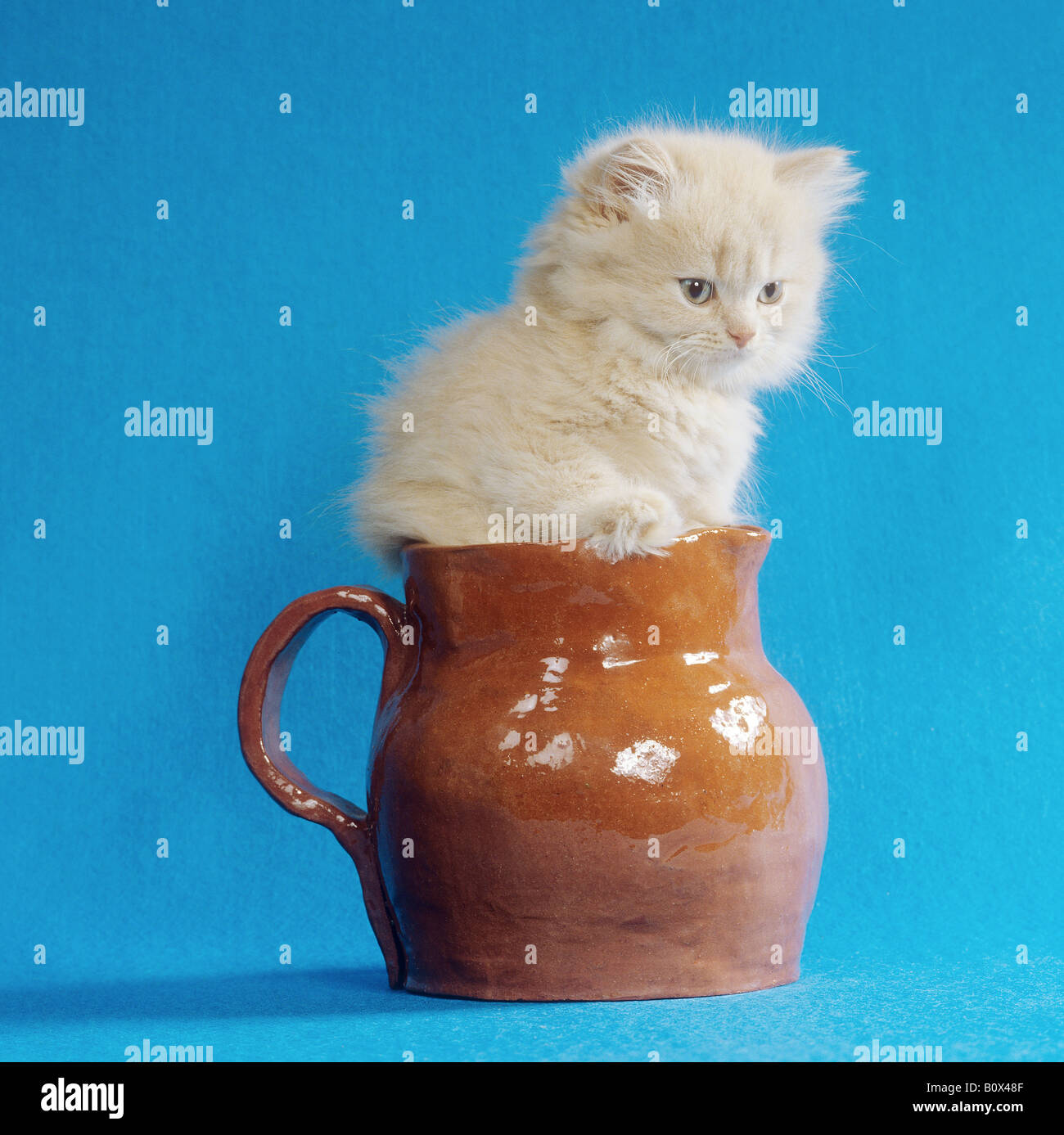 Chat persan - chaton dans un vase Banque D'Images