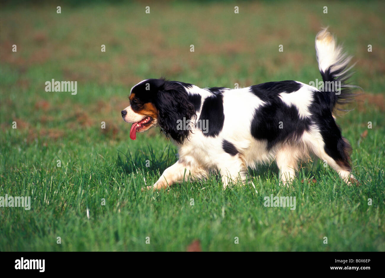 Cavalier King Charles Spaniel (Canis lupus familiaris) marche sur un pré Banque D'Images
