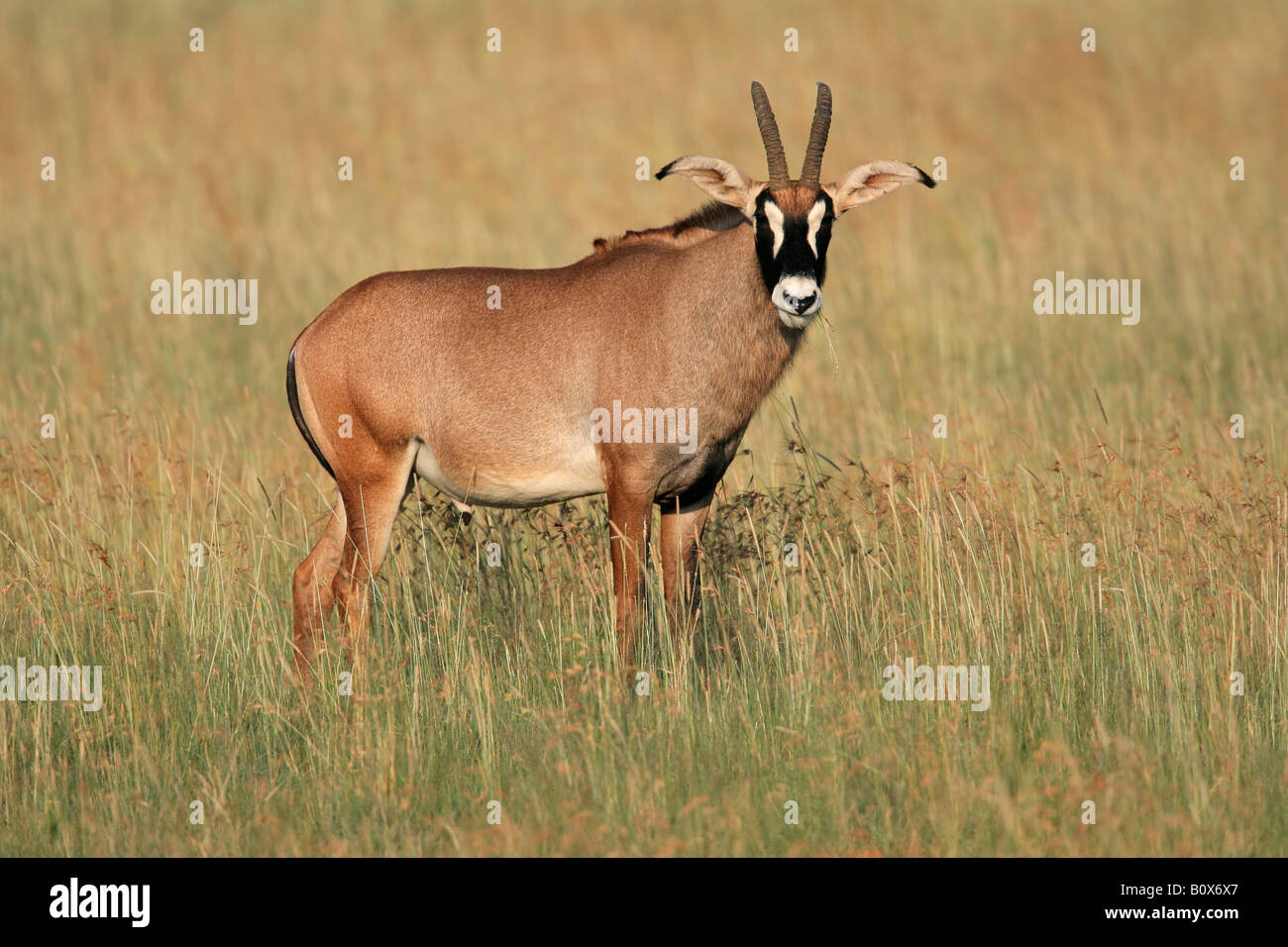 Une antilope rouanne rare (Hippotragus equinus), Afrique du Sud Banque D'Images