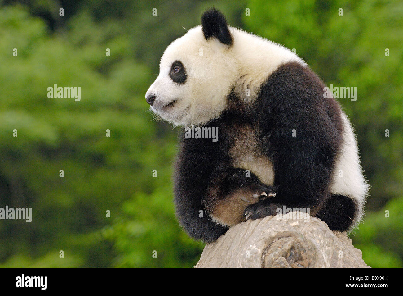 Panda géant (Ailuropoda melanoleuca). Jeune individu assis sur une souche d'arbre Banque D'Images