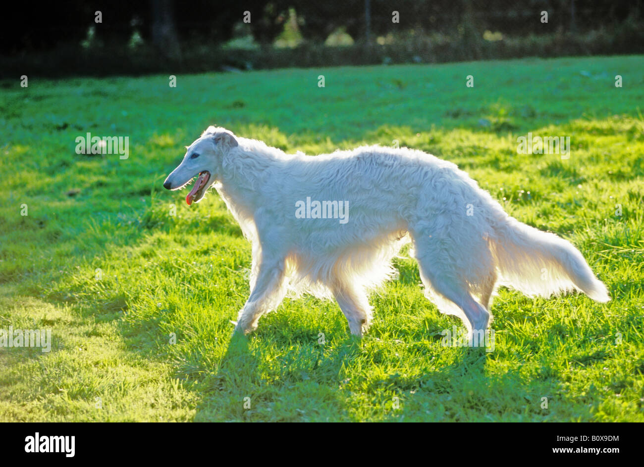 Chien Barzoï, lévrier russe (Canis lupus familiaris). Fédération sight hound marcher sur l'herbe Banque D'Images